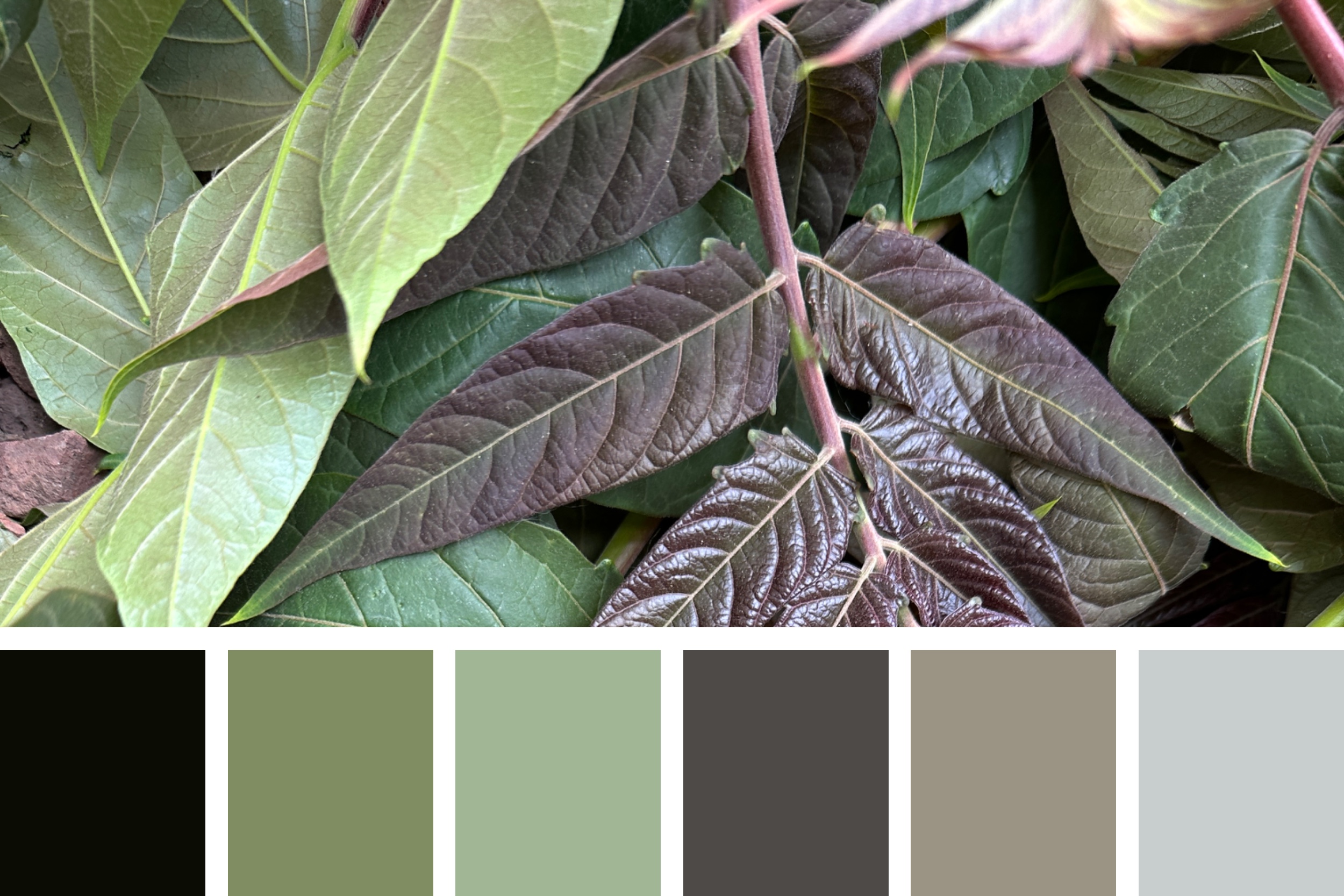 Plants and palettes